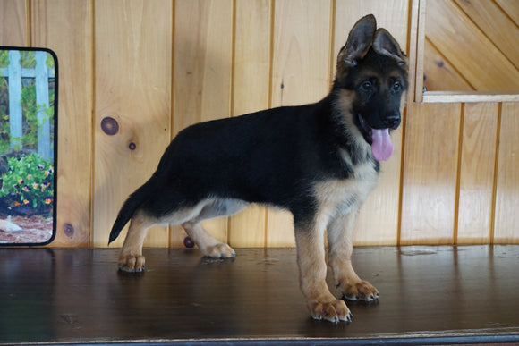 AKC Registered German Shepherd For Sale Baltic Ohio Female Hailey