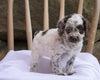 Cockapoo Puppy For Sale Millersburg, OH Female- Brittany