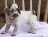 Cockapoo Puppy For Sale Millersburg, OH Female- Brittany