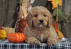 F1B Medium Labradoodle For Sale Millersburg, OH Female- Tootsie