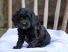 Cockapoo Puppy For Sale Millersburg, OH Female- Sheila