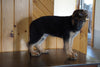 AKC Registered German Shepherd For Sale Baltic Ohio Male Turbo