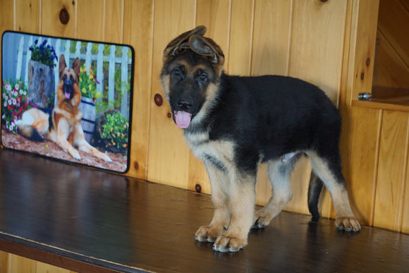 AKC Registered German Shepherd For Sale Baltic Ohio Male Turbo