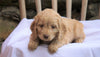 Cockapoo Puppy For Sale Millersburg, OH Male- Tommy