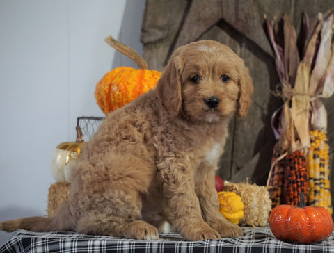 F1B Medium Labradoodle For Sale Millersburg, OH Female- Tootsie