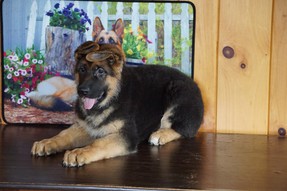 AKC Registered German Shepherd For Sale Baltic Ohio Male Hero