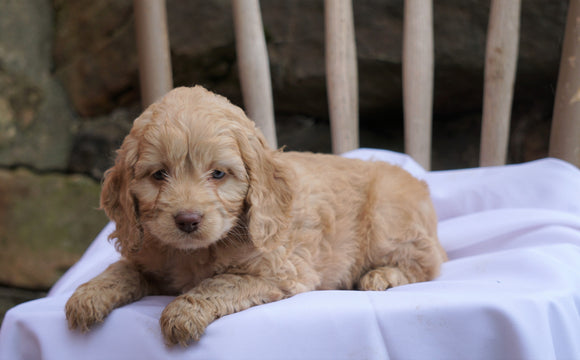 Cockapoo Puppy For Sale Millersburg, OH Male- Tommy