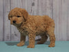 Mini Goldendoodle For Sale Fresno, OH Female - Lily