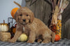 F1B Medium Labradoodle For Sale Millersburg, OH Female- Tootsie