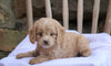 Cockapoo Puppy For Sale Millersburg, OH Male- Tucker