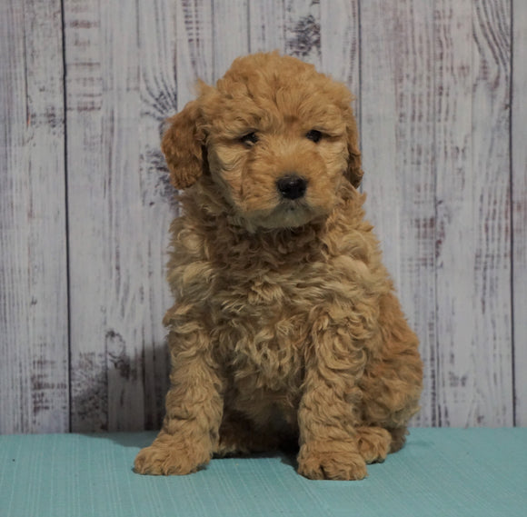 Mini Goldendoodle For Sale Fresno, OH Female - Lily