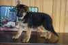 AKC Registered German Shepherd For Sale Baltic Ohio Male Chief