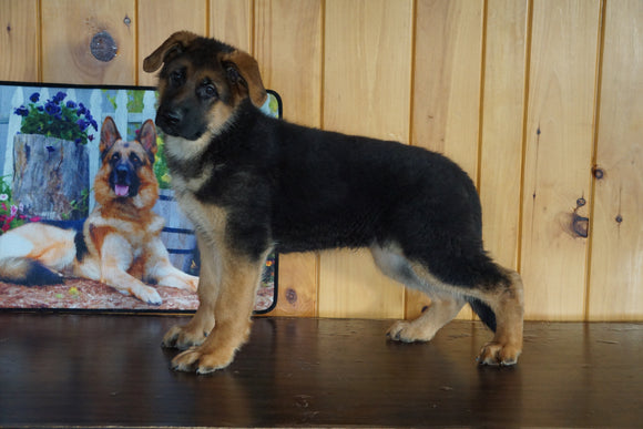 AKC Registered German Shepherd For Sale Baltic Ohio Male Chief