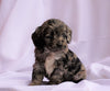 Cockapoo Puppy For Sale Millersburg, OH Female- Tika