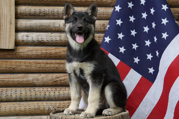 German Shepherd/ Siberian Husky Puppy For Sale Fredericksburg OH Female Kendra