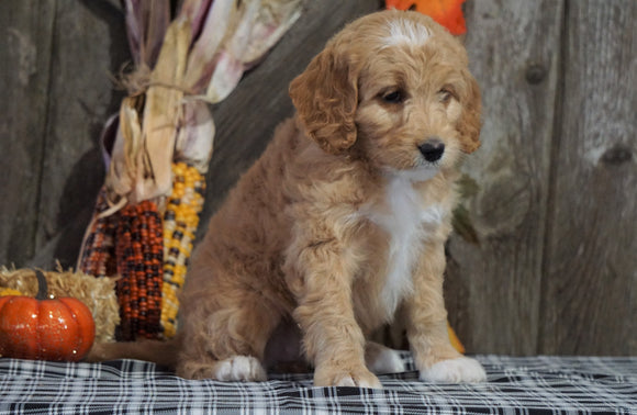 F1B Medium Labradoodle For Sale Millersburg, OH Female- Starburst