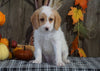 F1B Medium Labradoodle For Sale Millersburg, OH Female- Candy Cane