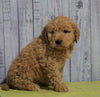 Mini Goldendoodle For Sale Fresno, OH Female - Lily