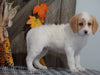 F1B Medium Labradoodle For Sale Millersburg, OH Female- Candy Cane