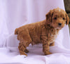 Cockapoo Puppy For Sale Millersburg, OH Male- Carson