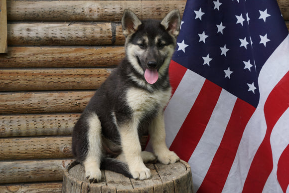 German Shepherd/ Siberian Husky For Sale Fredericksburg OH Female Karli