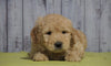 Mini Goldendoodle For Sale Fresno, OH Male - Tommy