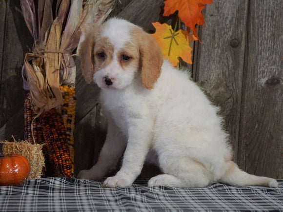 F1B Medium Labradoodle For Sale Millersburg, OH Female- Candy Cane