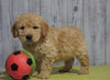 Mini Goldendoodle For Sale Fresno, OH Male - Tommy