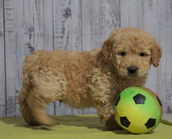 Mini Goldendoodle For Sale Fresno, OH Male - Tommy