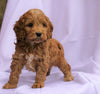 Cockapoo Puppy For Sale Millersburg, OH Male- Collin