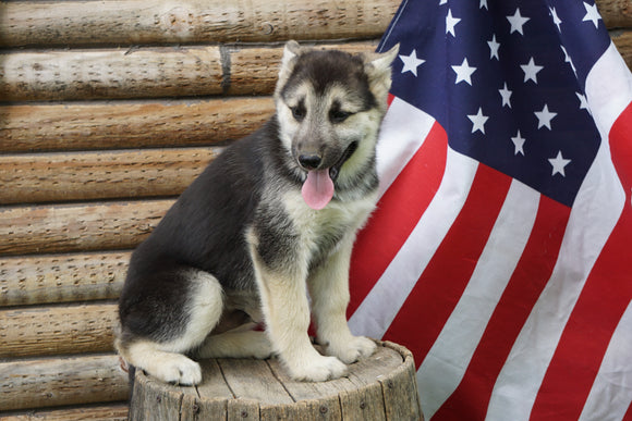 German Shepherd/ Siberian Husky For Sale Fredericksburg OH Male Kolby