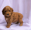 Cockapoo Puppy For Sale Millersburg, OH Male- Collin