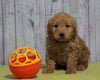 Mini Goldendoodle For Sale Fresno, OH Male - Mickey