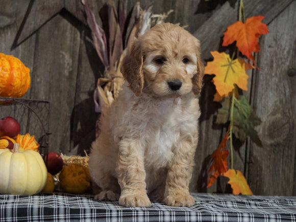 F1B Medium Labradoodle For Sale Millersburg, OH Female- Tic Tac