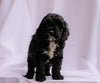 Cockapoo Puppy For Sale Millersburg, OH Female- Tess