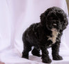Cockapoo Puppy For Sale Millersburg, OH Female- Tess