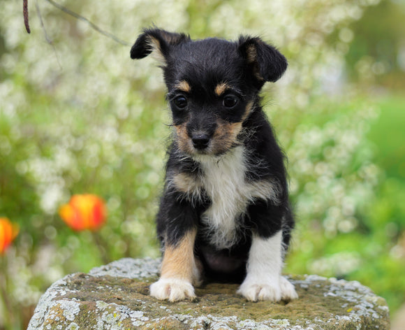 Foodle Puppy For Sale Apple Creek, OH Female- Penny