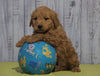 Mini Goldendoodle For Sale Fresno, OH Male - Mickey