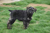 AKC Registered Giant Schnauzer For Sale Wooster OH Female Candy