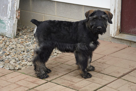 AKC Registered Giant Schnauzer For Sale Wooster OH Female Candy