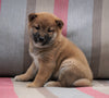 AKC Registered Shiba Inu For Sale Dundee, OH Male- Bear