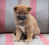 AKC Registered Shiba Inu For Sale Dundee, OH Male- Bear