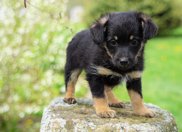 Foodle Puppy For Sale Apple Creek, OH Male- Ollie