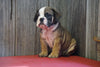 Beabull Puppy For Sale Fresno OH Male Bruno