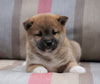 AKC Registered Shiba Inu For Sale Dundee, OH Male- Teddy