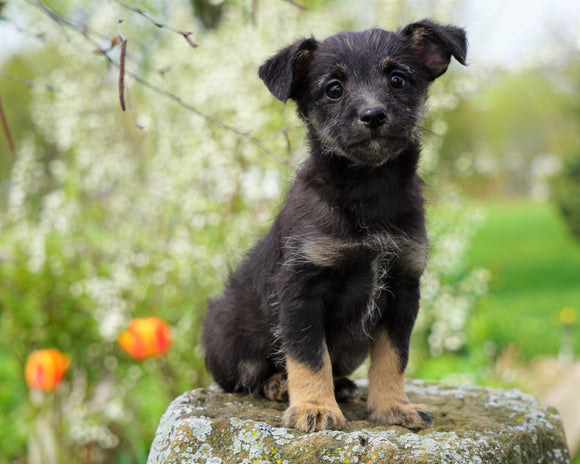 Foodle Puppy For Sale Apple Creek, OH Male- Charlie