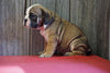 Beabull Puppy For Sale Fresno OH Male Bruno