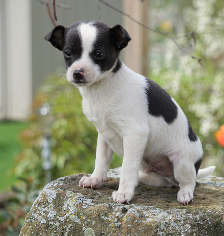 Toy Fox Terrier For Sale Apple Creek, OH Male- Scout