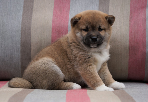 AKC Registered Shiba Inu For Sale Dundee, OH Male- Teddy
