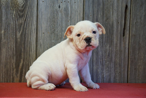 Beabull Puppy For Sale Fresno OH Female Rox Ann